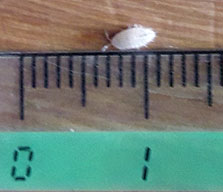 misura esemplare adulto di Trichorhina tomentosa