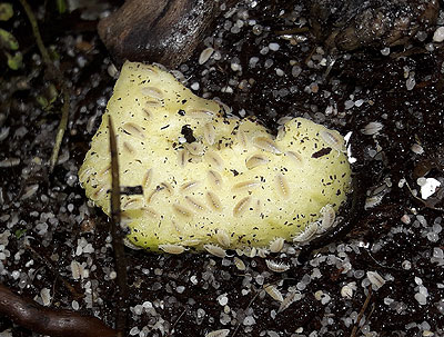 Gruppo di Trichorhina tomentosa che gusta un pezzo di cetriolo