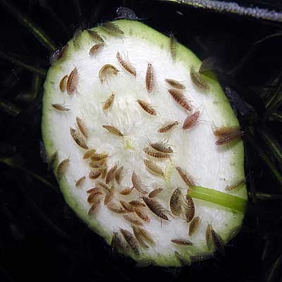 Una rondella di zucchina facilita la raccolta di Hyalella azteca