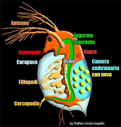schema anatomico delle Daphnia
