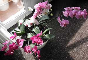 le Phalaenopsis vanno sempre posizionate vicino ad una finestra