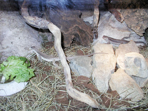 Dipsosaurus dorsalis, preparazione alla bruma in maniera naturale