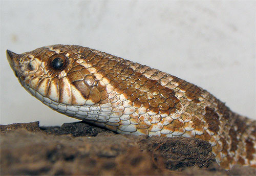 Heterodon nasicus un serpente col naso alla francese